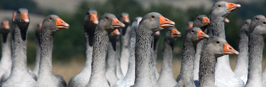 Foie Gras entier d'oie du Gers - Vente Foie Gras Artisanal - Ramajo