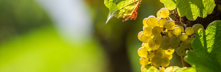 Vin de Gascogne et Armagnac du Gers, Vente de vins, vente de bieres 