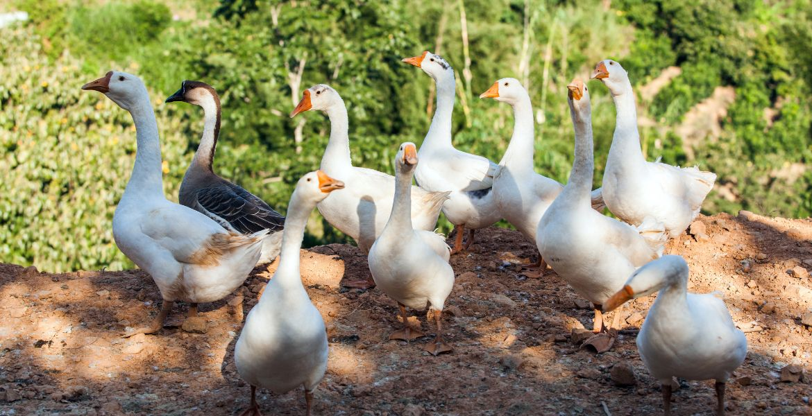 Foie Gras d’Oie entier : histoire, préparation & dégustation