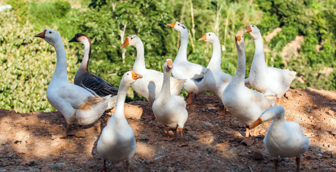 Foie gras d’oie entier : histoire, préparation & dégustation