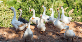 Foie gras d’oie entier : histoire, préparation & dégustation
