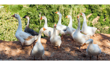 Foie gras d’oie entier : histoire, préparation & dégustation